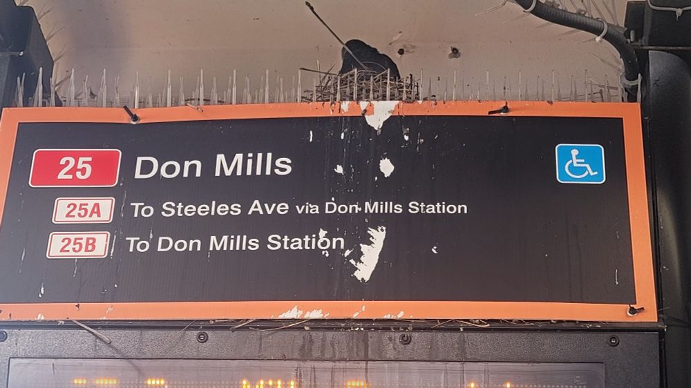Pigeon nest on bus station sign 