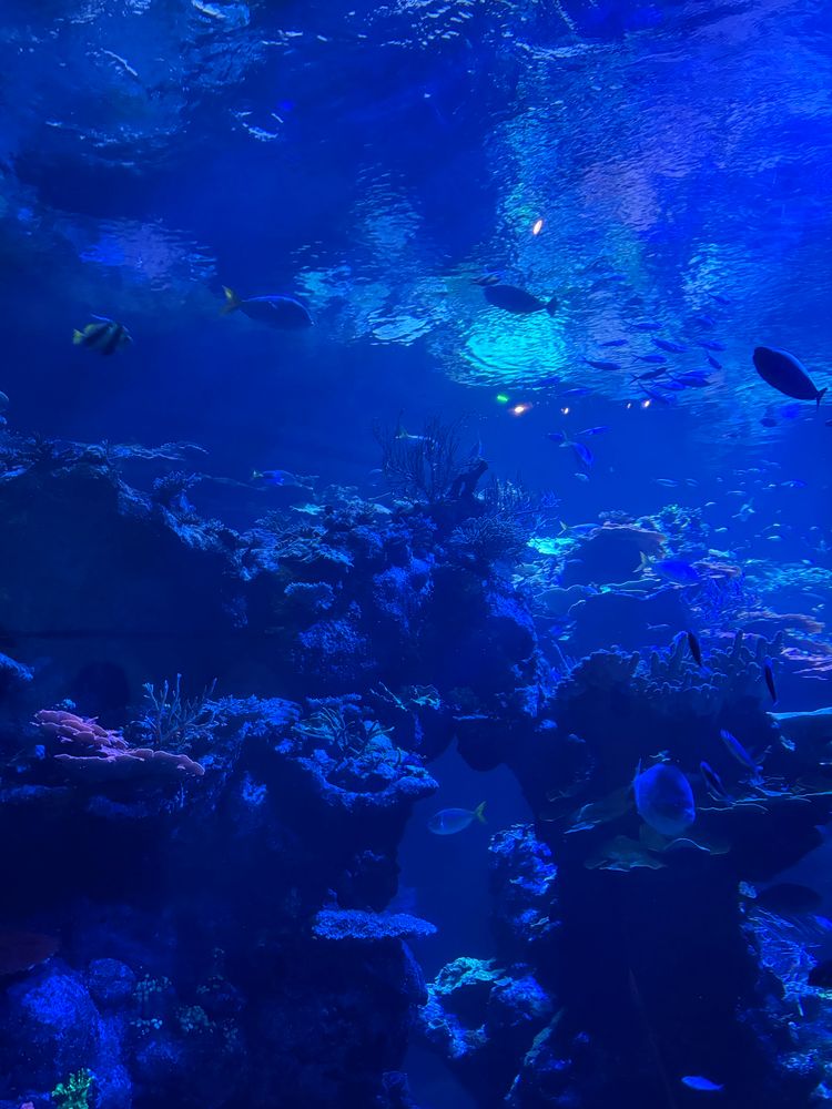aquarium filled with fish