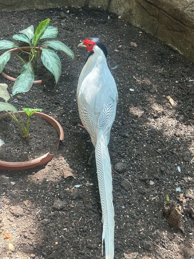 Silver pheasant at the Aviary in Niagara Falls
