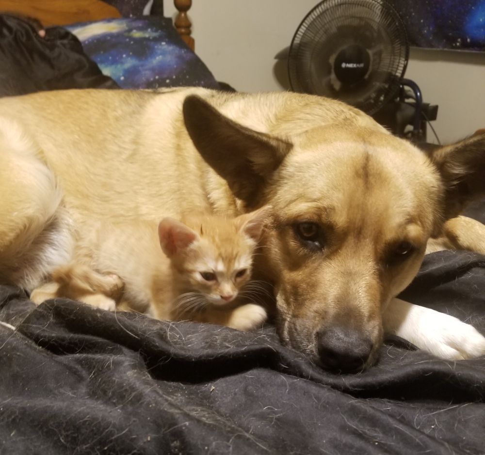 Light colored German shepherd with small tiny orange tabby kitten. Their fur is actually about the same color.