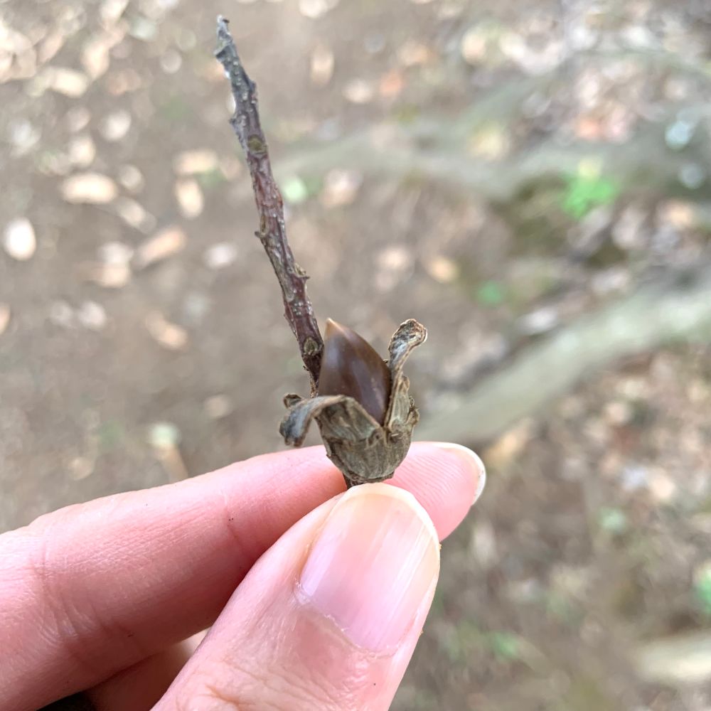 枝ごと落ちていたスダジイの実を手に持った写真。チューリップの花のような帽子から、実が顔を覗かせている。