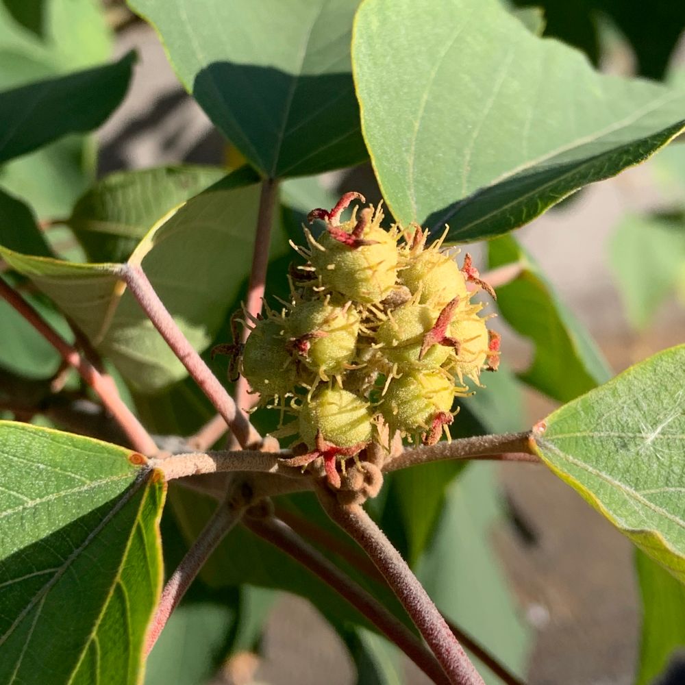 アカメガシワの実