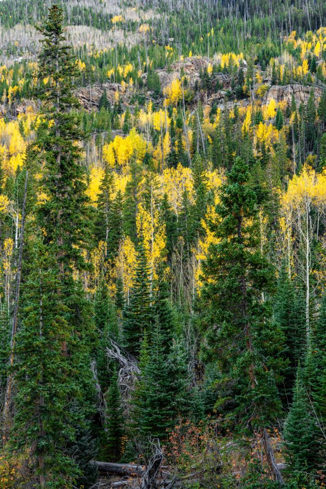 The leaves of the Aspen were a brilliant golden yellow.