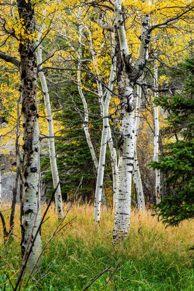 The leaves of the Aspen were a brilliant golden yellow.