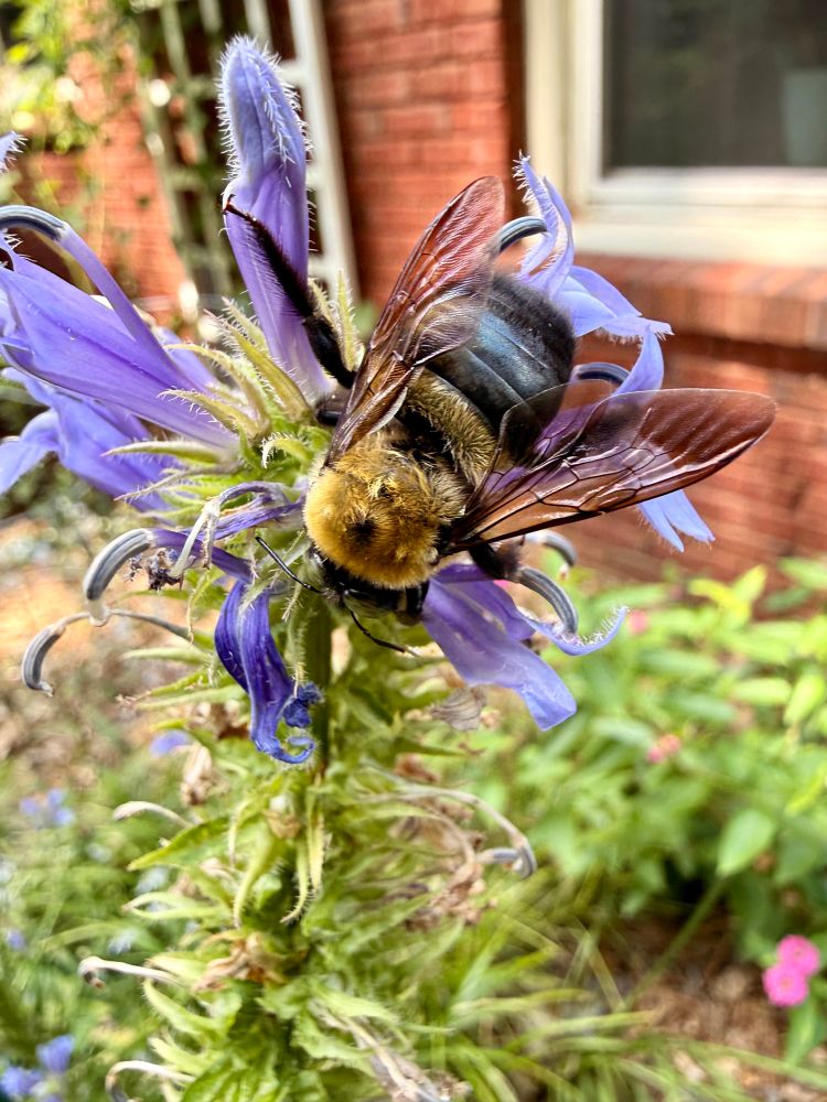 Photo of a yellow furry bumblebee taking a nap on a blue flower. 