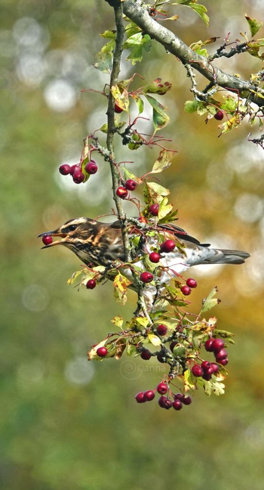 kom ze bijna overal tegen de koperwieken, het is smullen geblazen 😆