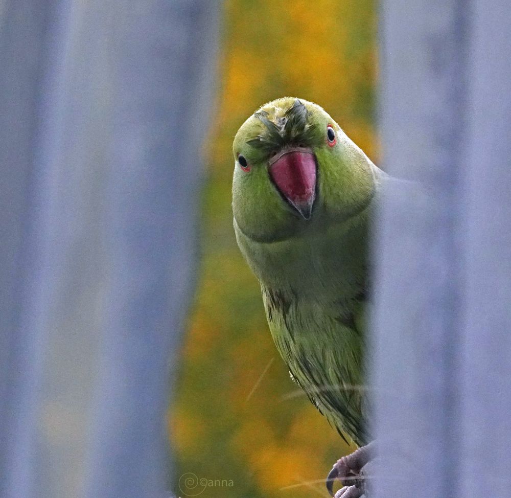 vandaag twee verregende halsbandparkieten die m'n balkonnetje controleerden 
wanneer je ze eenmaal wat voorzet 
vergeten ze je nevernooit meer 🦜