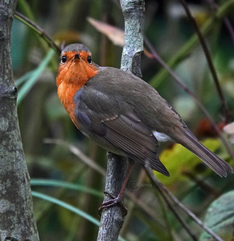 de jongste van de drie Roodborstjes in de tuin, bolle rug en die blik..jeunesse denk ik😆🙄(en hij maakt ook soms rare geluiden, de jongste Roodborst, dan eindigt zijn "geklok", want tikken is het niet met het nasale van een groenling!)