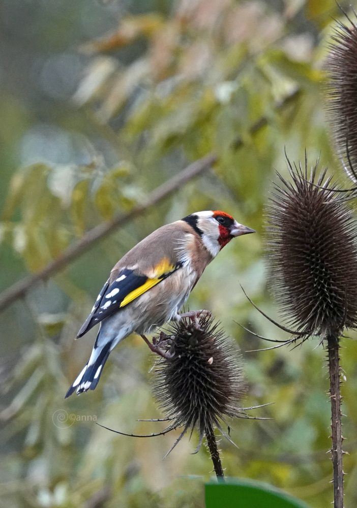 was weer een donkere dag, werd opgefleurd door de distelvinkjes!