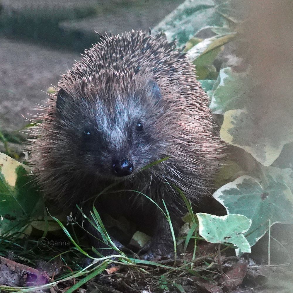 wat langer in de tuin verblijven had ik eerder moeten doen, ik wist dat er een waterbakje leeggedronken werd, die verdekt opgesteld staat speciaal voor een egel...ja hoor daar was t ie! Wroeten tussen het vele groen en weet precies waar de andere lage drinkbakjes te vinden zijjn