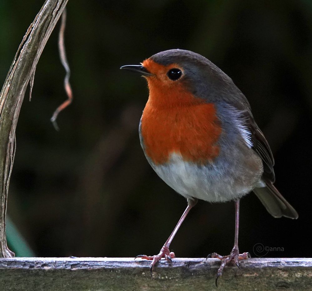 k begin het vermoeden te krijgen dat er twee in de tuin zijn, beeld bewijs hoop ik te kunnen verzamelen 🤓
