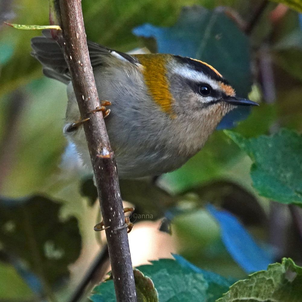 k had nóg een verse foto nodig van dit kleine opdondertje voor een stukje in het kwartaalblad van de tuinen... Ja hoor héél eventjes 🙄🤤😬🥳 'n cadeautje 