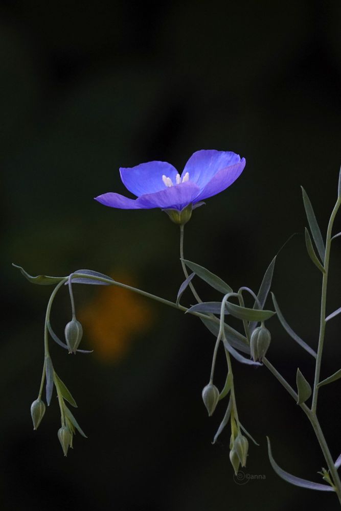 wat kijk ik er naar uit🩵
de tere vlasbloemetjes

