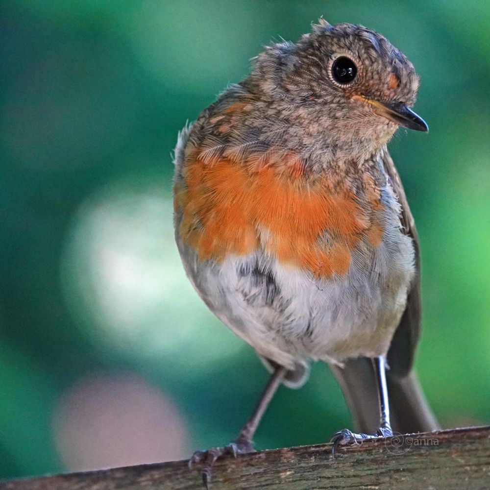 Iedere dag een oranje veertje erbij! 