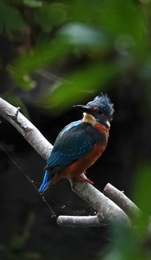 hij zat weer achter de tuin bij de sloot, al was hij zo te zien nog niet klaar voor de foto 