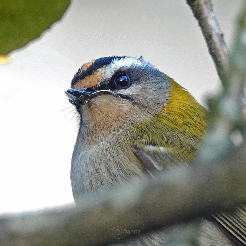 hij lijkt een klein stukje stengel nog in z'n snavel te hebben, alles klein🤭 aan dit vogeltje ✨wat een wonder, bleef halve minuut, misschien minder, voor mn neus, k verroerde geen vin🐬