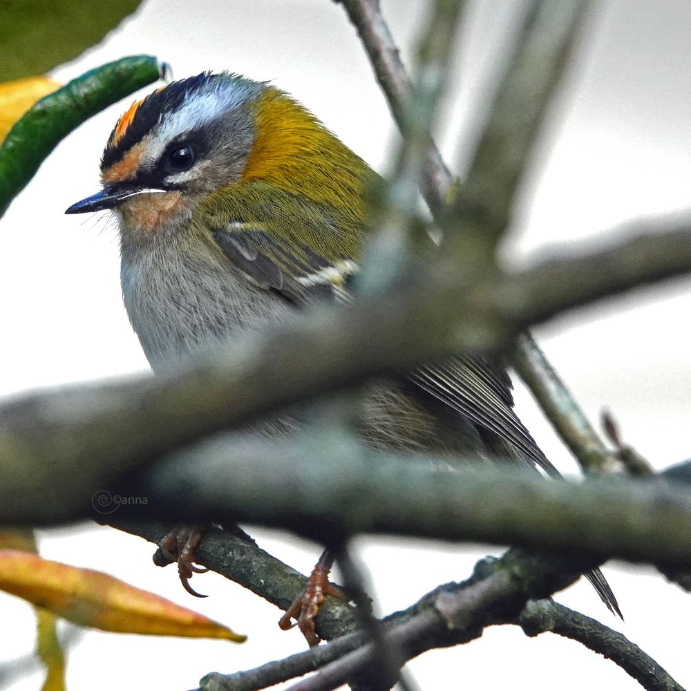 de fellere (vuur) veertjes bovenop lieten zich een beetje zien op het moment dat hij zich afvroeg, wat dat wel kon wezen: ondergetekende met camera voor de neus