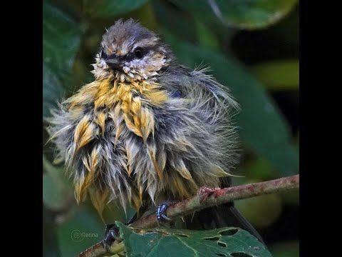 10082025 pimpelmees juv. badderend in de tuin