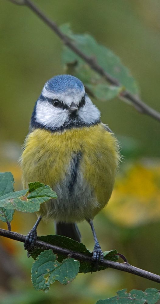 pimpelmees 
✨🌠 fier en 
onberispelijk 