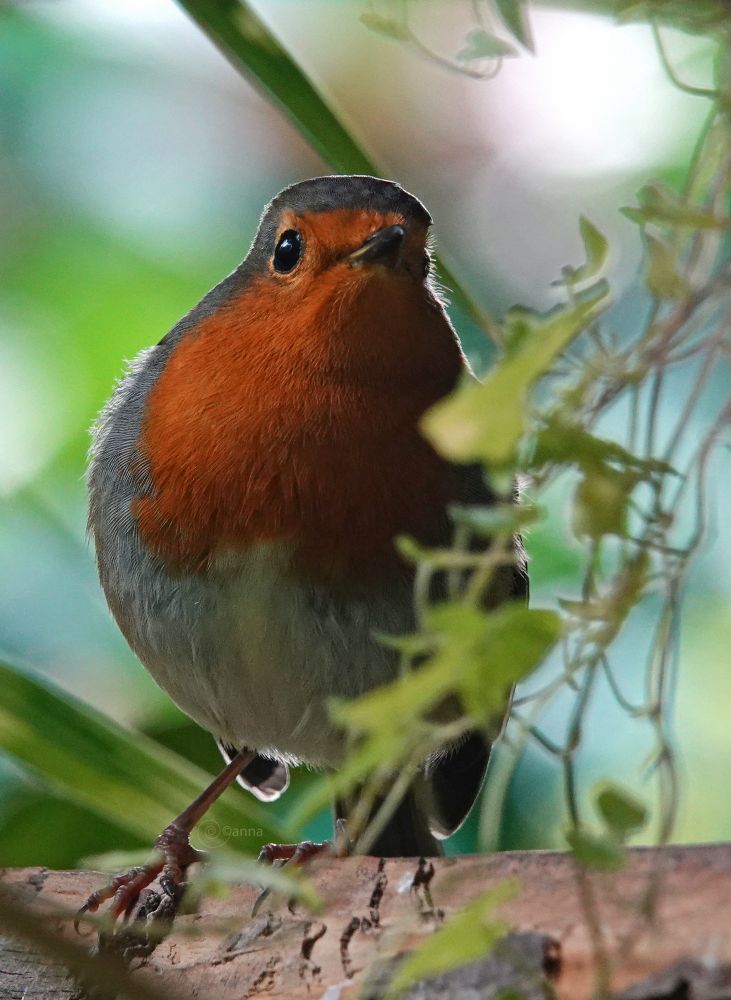 ik ga zo vertrekken, weekje weg maar zal vast nog wat dagelijkse roodborstjes plaatsen van afgelopen week🧡wens jullie veel moois toe ✨