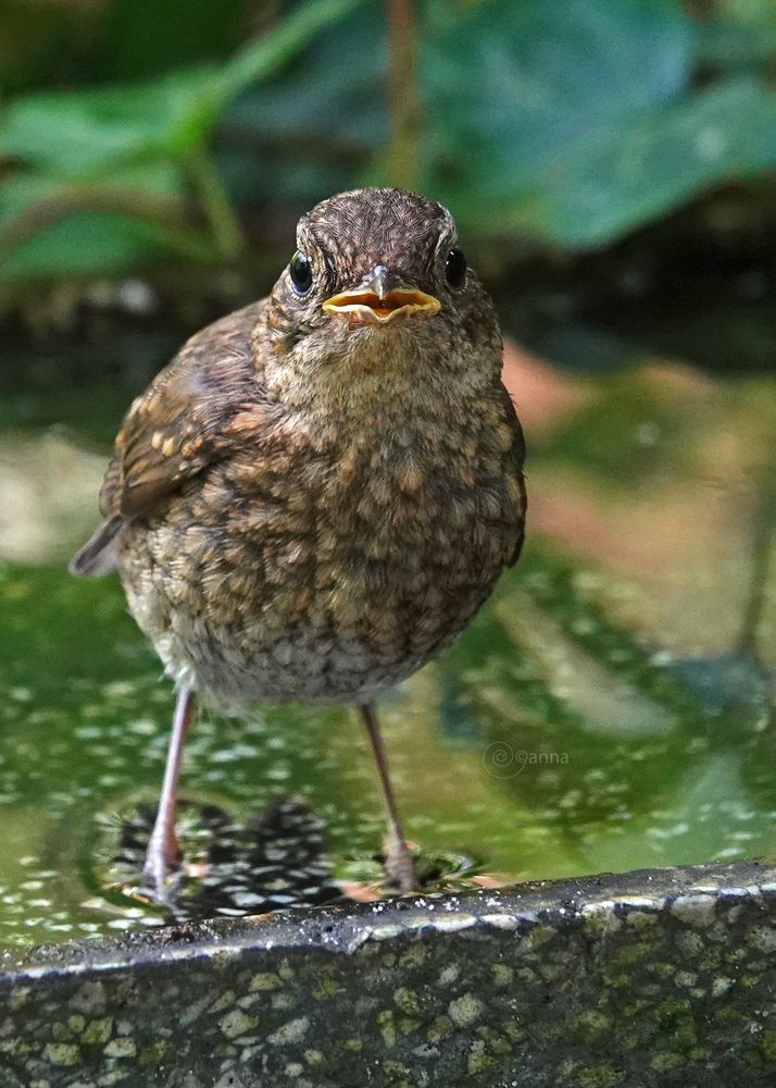 t allerjongste Roodborstje 🫠 komen nu echt voor t water!