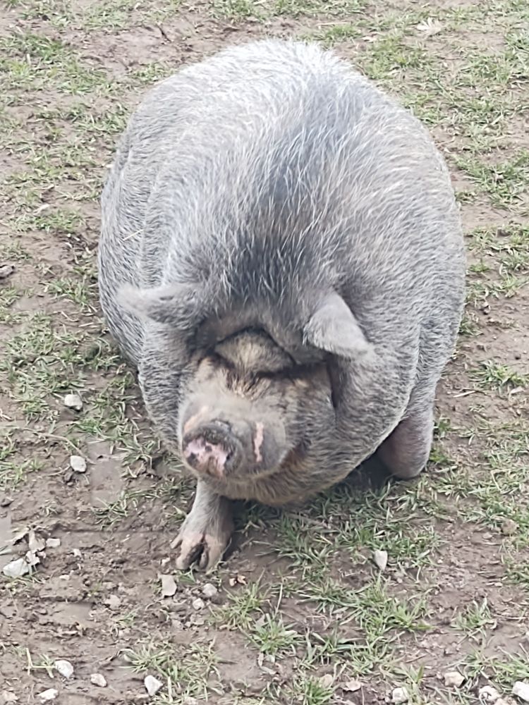 A light gray Vietnamese pot bellied pig, it's face is fairly scrunched because of its adorably fat body.