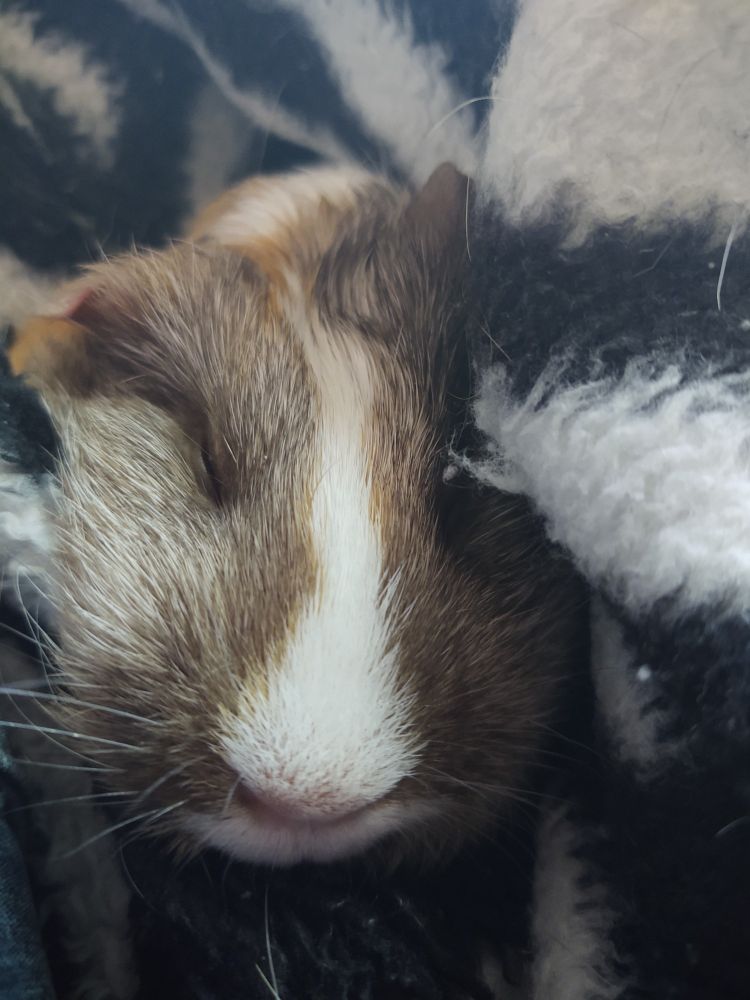 Sleeping guinea pig from head on.