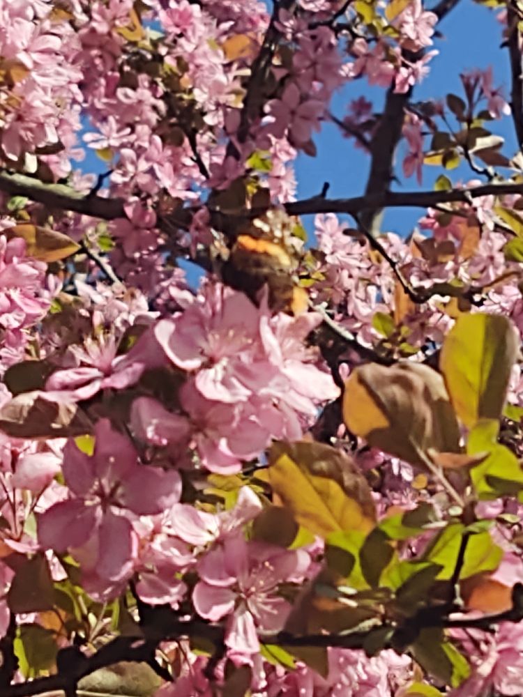 Even closer view of the same crab apple blossoms.