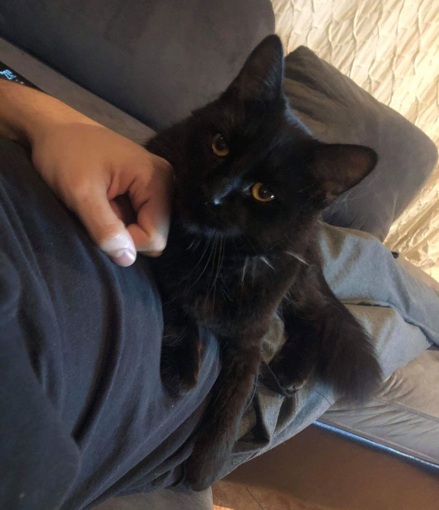 Black cat sitting on top of his hooman servant.