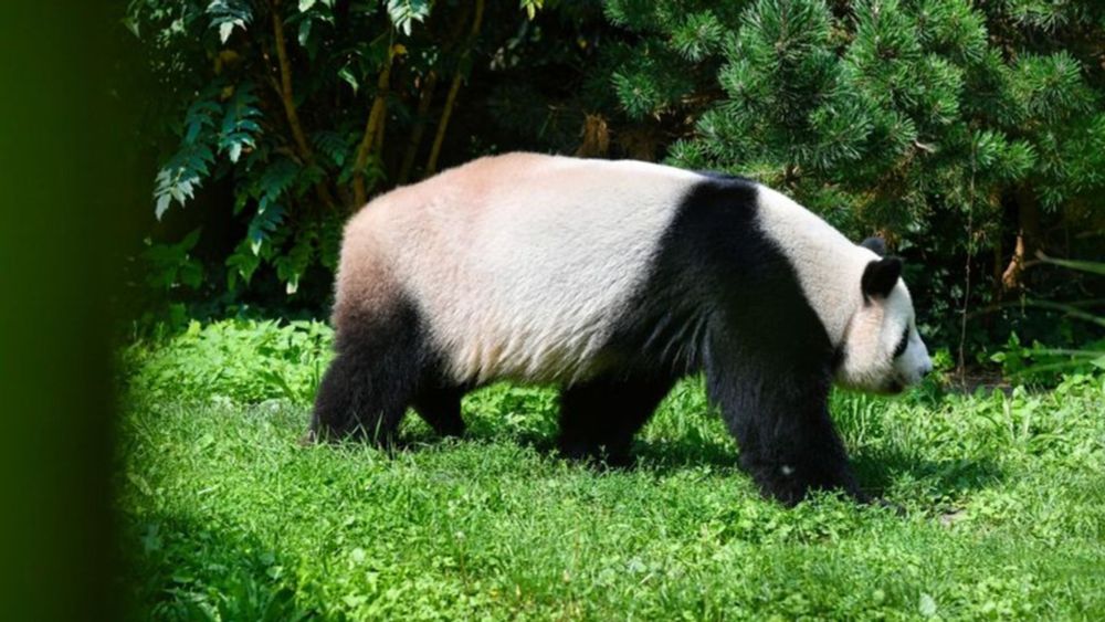 Ur-Panda in Tongrube im Allgäu entdeckt