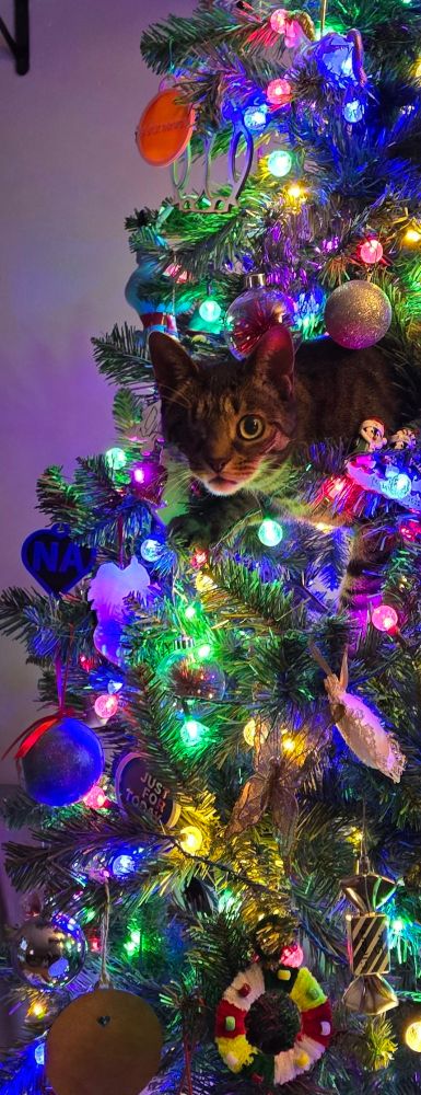 One eyed cat peeking out of a Christmas tree covered in lights and ornaments