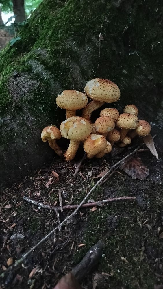 Cluster of mushrooms growing from tree's large mossy root 