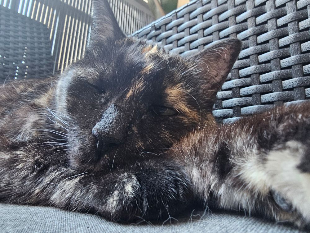 Photo de Nami le chat de Chachamaxx 