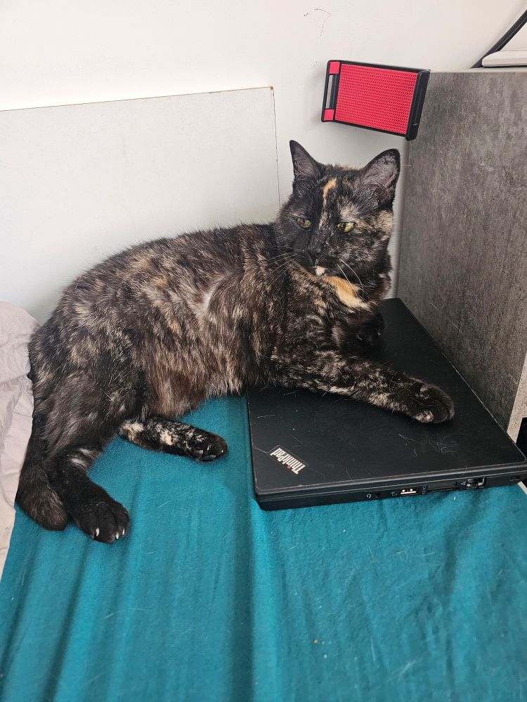 Photo de Nami le chat de Chachamaxx