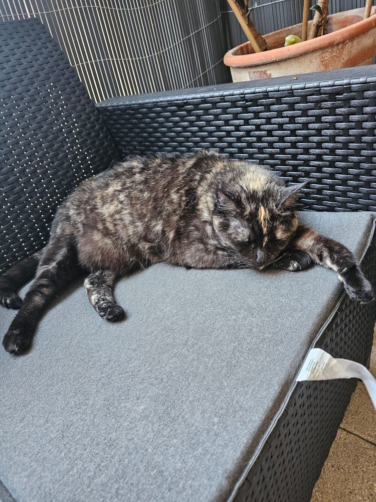 Photo de Nami le chat de Chachamaxx qui dort 