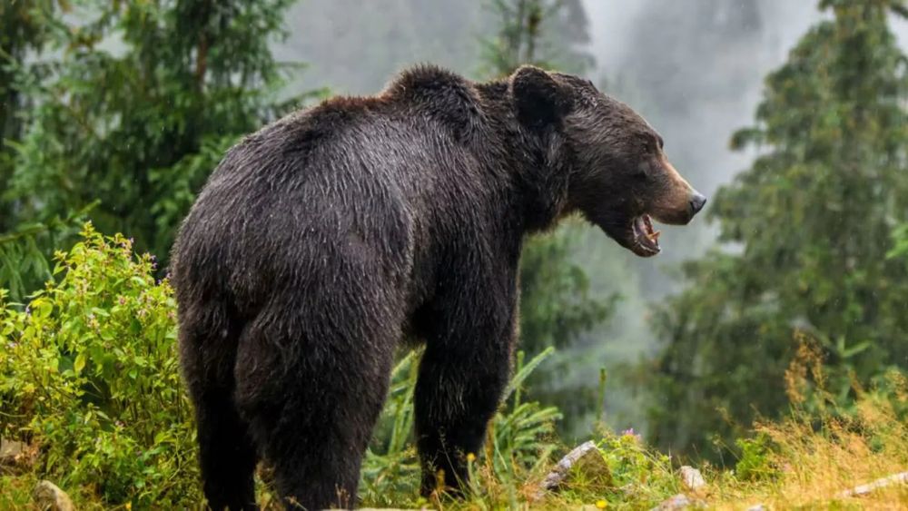 La tragedia degli orsi MJ5 e F36: l’urlo di dolore di una natura sotto attacco