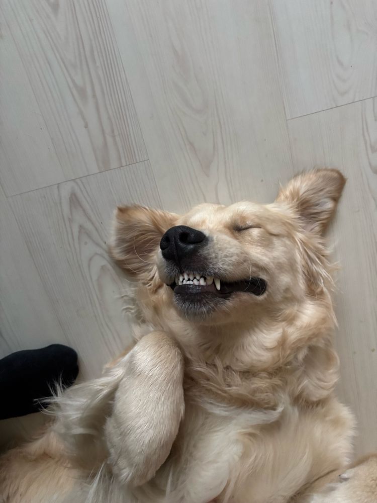 Golden Retriever lying on the back being petted