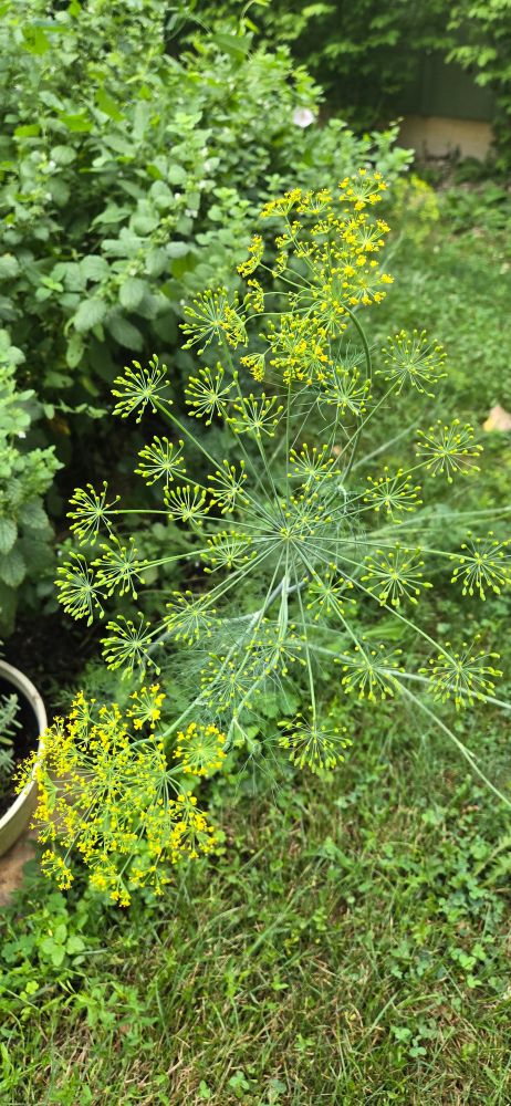 Dill weed, starting to flower