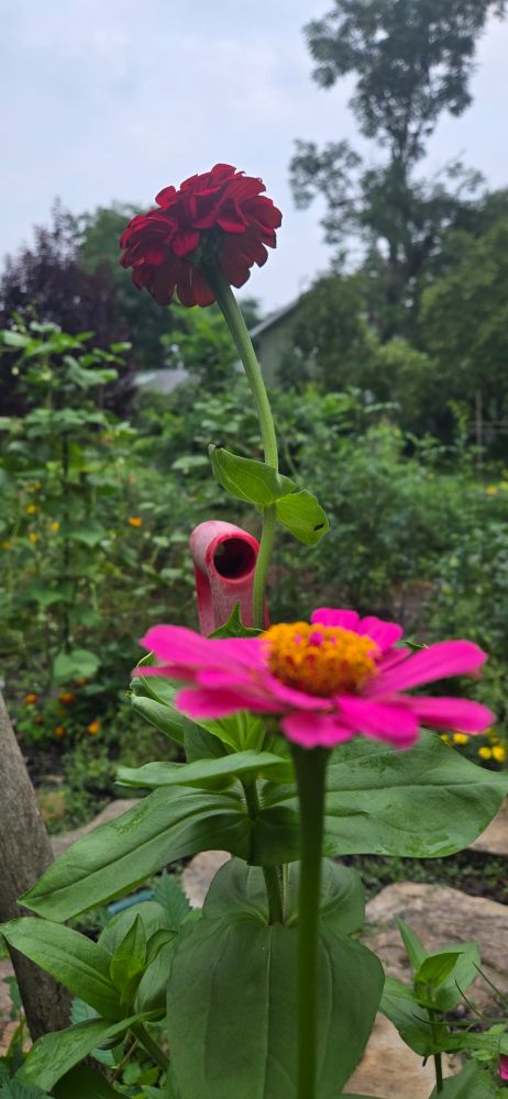 Pink and  crimson zinnias