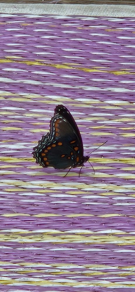 Juvenile Red spotted purple butterfly hanging out on my porch