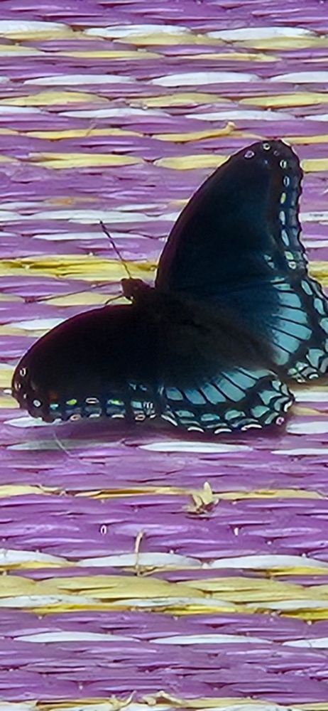 Juvenile Red spotted purple butterfly hanging out on my porch. 