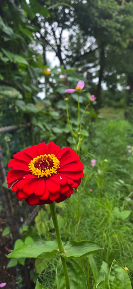 Red Zinnia 