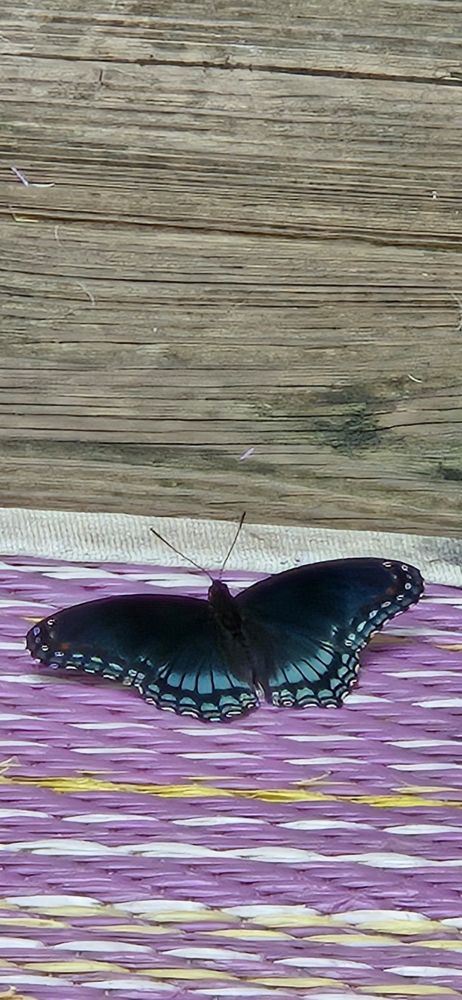 Juvenile Red spotted purple butterfly hanging out on my porch