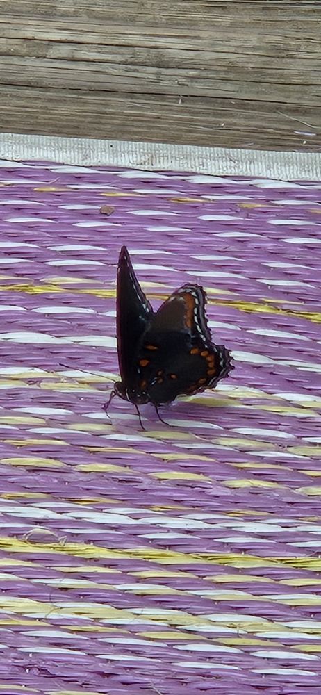 Juvenile Red spotted purple butterfly hanging out on my porch