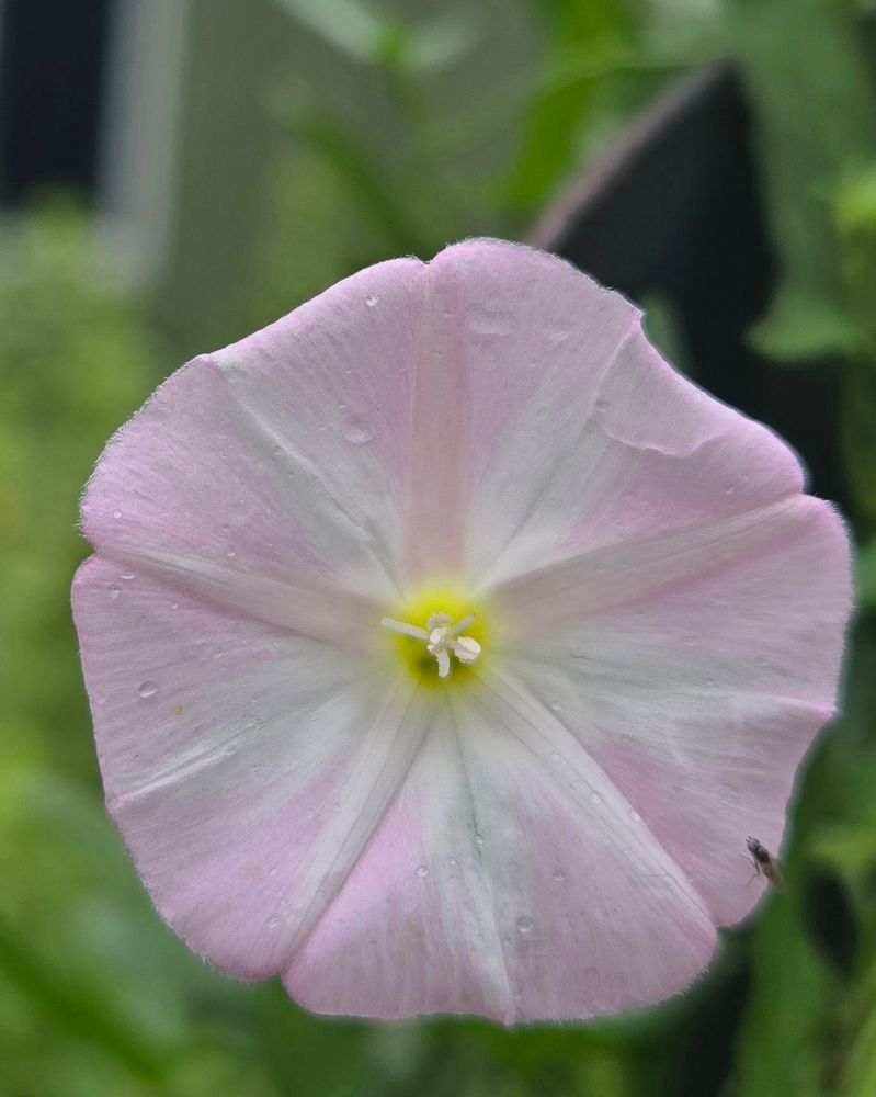 Morning Glory