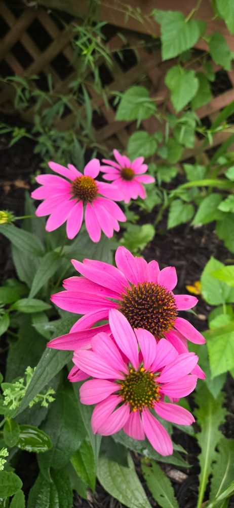 Purple Coneflower. Current light makes it look pink. 