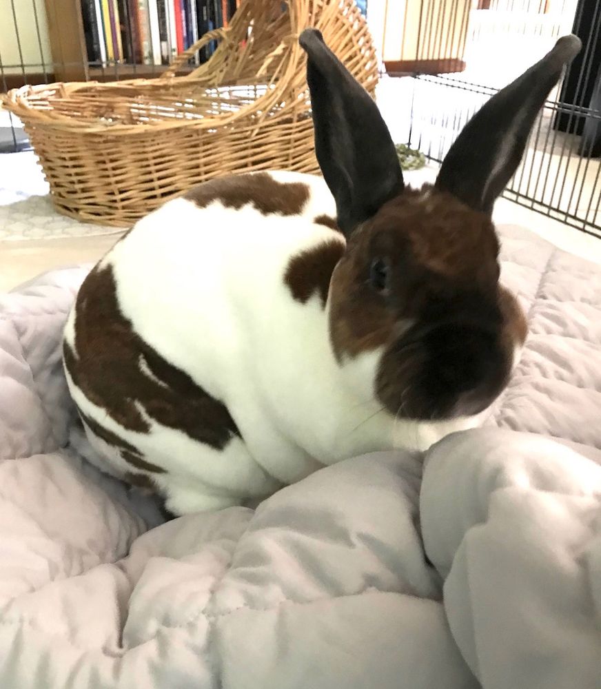 A white-and-brown rabbit sits on a solid gray quilted comforter within a large X pen. Behind him is a wicker bassinet-style basket. The bunny looks into the camera, his ears alert.