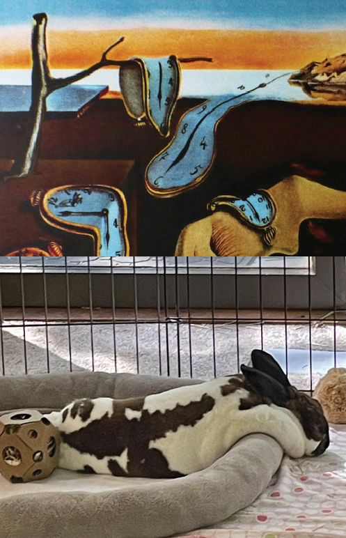 A white-and-brown rabbit on a pet bed. He is on his side with his neck and very large dewlap draped over the rim of the bed. Above the picture is an image of Dali's Persistence of Memory. The rabbit looks suspiciously like one of the melting clocks in the artwork.