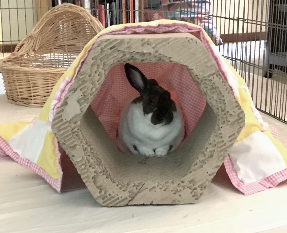 A white-and-brown rabbit with a dark brown face sits under a blanket behind a hexagon-shaped cardboard cat scratcher, his little feet resting on the edge. He is framed by the hexagon and looks like he is blocking its entry.