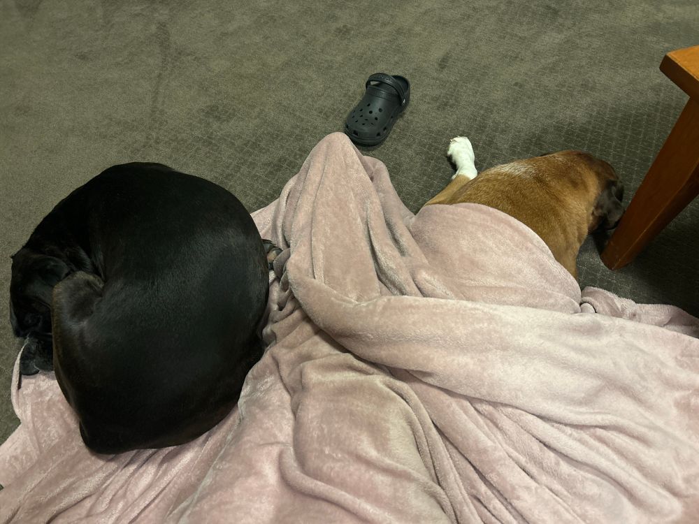 Two dogs snuggled up next to me on the floor. Black dog on top of rug, tan and white dog under rug